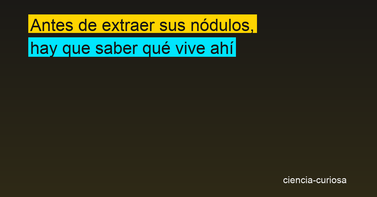 24 especies nuevas de anfípodos descubiertas en la zona que la minería submarina quiere explotar